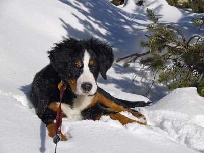 伯尔尼 山 狗 伯纳 伯恩山犬 冬天 雪 宠物 犬类