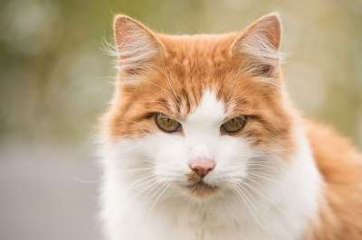 猫 眼睛 动物 哺乳动物 肖像