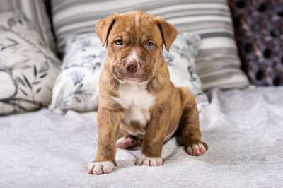 狗 小狗 宠物 动物 家犬 犬类 哺乳动物 撕破脸皮 可爱的