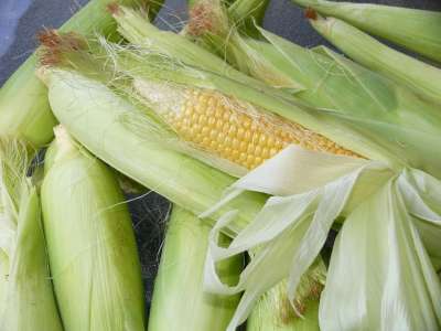 玉米 食物 蔬菜 新鲜的 健康 有天赋的人 素食主义者 收成