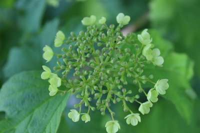 盛开 绿色 工厂 自然 宏 春天 花朵 芽 装饰 花 植物