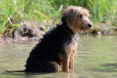 狗 宠物 犬类 动物 毛皮 鼻子 坐 哺乳动物 狗肖像 水