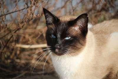 猫 暹罗 宿醉 品种猫 暹 猫肖像