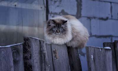 围栏 哺乳动物 猫 户外