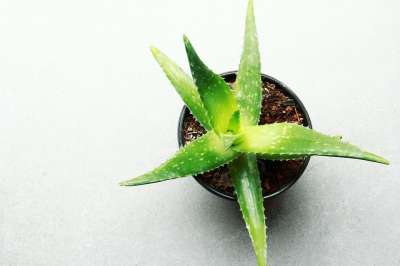 叶子 自然 植物群 生长 芦荟 植物 有天赋的人 绿色 春天