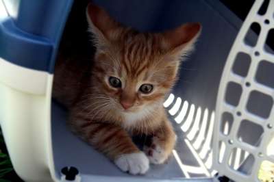 猫 宿醉 运输箱 小猫 猫宝宝 橙色的 有条纹的 动物 家畜