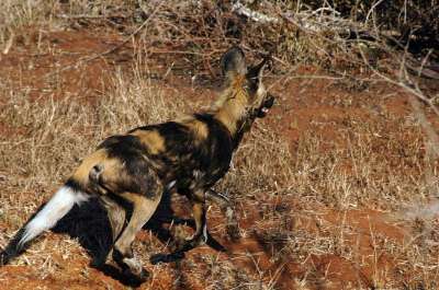 非洲 动物 野狗 头发 衬套 非洲人 自然 颜色 犬类