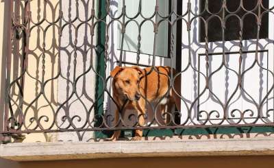狗 阳台 外表 家畜 大 警卫队 小心 好奇的 动物肖像 家犬