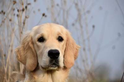 金毛猎犬 狗 宠物 动物 母狗 国家的 犬类 哺乳动物 领导