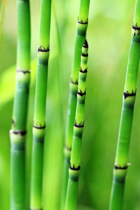 竹子 绿色 自然 植物 竹竿 竹茎 竹蔗 花园 结构体 背景