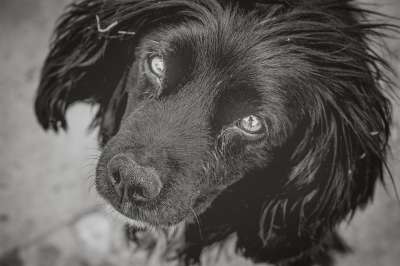 肖像 狗 眼睛 动物 宠物 可爱的 纯种 犬类 小狗 朋友