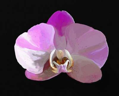 兰花 数字的 油 美丽 绘画 粉色的 深度 3D 花 开花