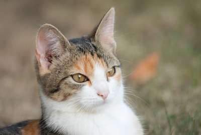 猫 猫科动物 宠物 国内的 哺乳动物 年轻 小猫 动物