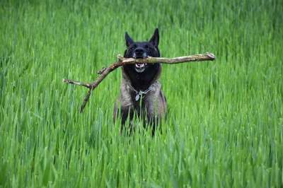 玛利诺犬 带来 自然 狗 跑步 服从 家畜 景观 鼻子