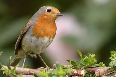 知更鸟 Erithacus Rubecula 鸟 鸣禽 花园 觅食