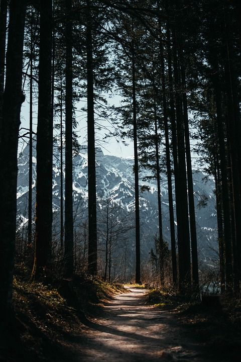 森林 小路 树木 神秘 阳光