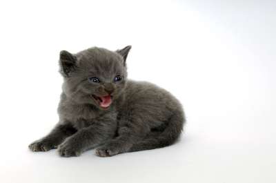 小猫 可爱 动物 可爱的 猫 年轻 一点点的 有条纹的 小的