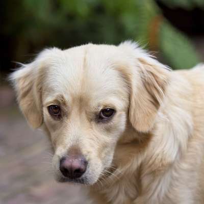 狗 户外 金毛猎犬 宠物 哺乳动物 纯种狗 犬类