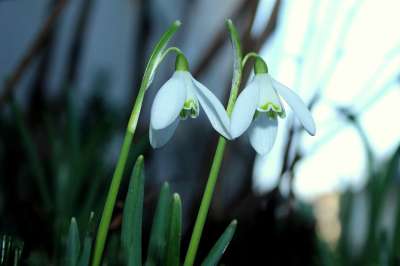 雪花莲 春暖花开 早春 春天 花 白色的 图 性质