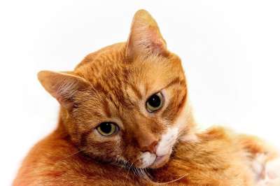 猫 宿醉 红色的 鲭鱼 家畜 家猫 动物 毛皮 猫脸 猫眼