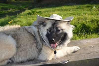 狗 婊子新 狗Eurasier 狗在帽子 家畜 哺乳动物 动物