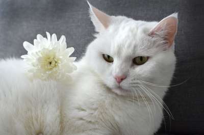 白色的 猫 家 花朵 灰色的家 灰猫