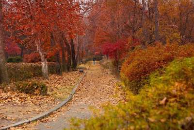 路径 步行 孤独 秋天 树叶 枫 浪漫的 颜色 通路 景观