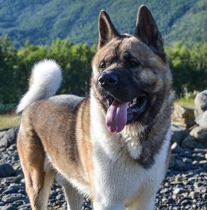 秋田 美国人 假期 户外 自然 狗 哺乳动物 旅行 犬类 动物