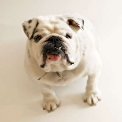 狗 斗牛犬 脸 有趣的 动物 可爱的 牙齿 白色的 柔软的