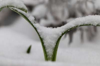 雪花莲 下雪的 霜 冬天 冰淇淋 雪 被雪覆盖 寒冷的 自然
