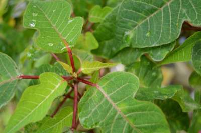 植物 绿色的树叶 野生植物 绿色 床单 绿叶 自然 绿色植物