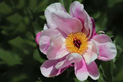 牡丹 花瓣 雌蕊 雄蕊 粉色的 春天 花园 自然 五旬节 植物