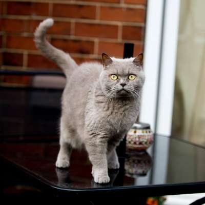 英国的 短发 猫 可爱的 宠物 动物 国内的 猫科动物 肖像