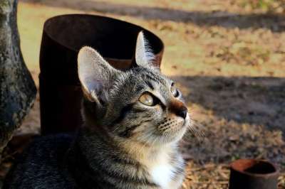 猫 眼睛 脸 动物 家 泰国猫 可爱的猫