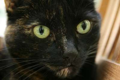 家猫 玳瑁 猫眼 猫 眼睛