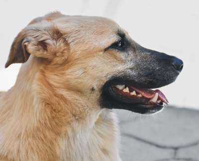 狗 宠物 动物 国内的 犬类 哺乳动物 特写