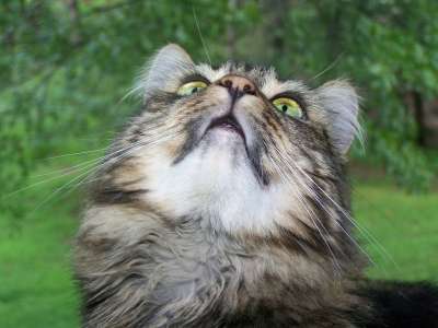 猫 缅因库恩猫 猫科动物 小猫 基蒂 宠物 动物 国内的