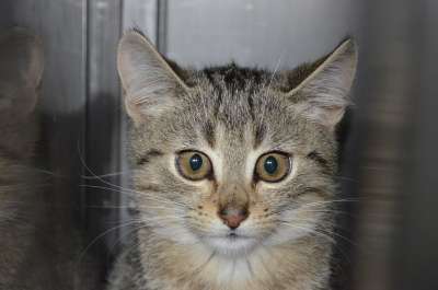 动物福利 埃里卡 虎猫 无家可归的猫 小猫 搞笑猫 猫 自然