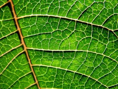 叶子 性质 绿色 树叶 秋天 植物 花园 宏 特写 树木 枝