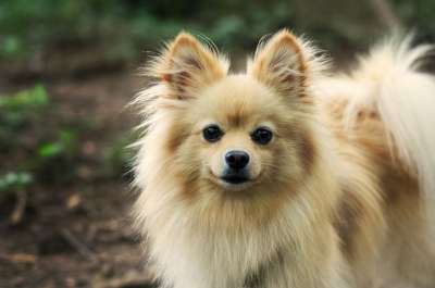 狗 宠物 博美犬 犬类 动物 毛皮 鼻子 哺乳动物 狗肖像