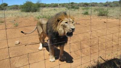 纳米比亚 狮子 苹果浏览器 野生动物 动物 非洲 大猫 野猫