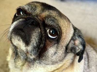 狗 哈巴狗 动物 宠物 有趣的 可爱的 犬类 品种 国内的