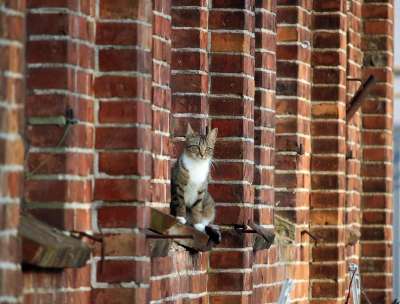 猫 小猫 鲭鱼 砖 虎猫 家猫