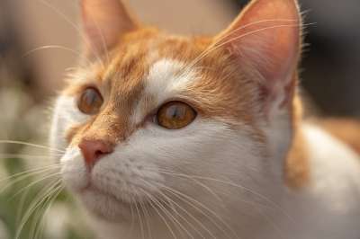 猫 动物 家猫 头 动物肖像 肖像 猫眼 红色的 白色的 关闭