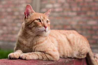 美丽的 动物界 猫 哺乳动物 肖像
