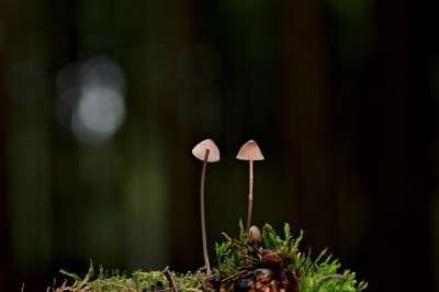 蘑菇 盔甲 苔藓 关闭 森林 真菌科学 自然