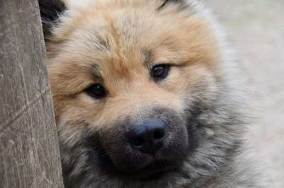 狗 狗Eurasier 狗肖像 Eurasier男性