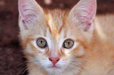 眼睛 猫眼 猫 宿醉 小猫 好奇的 手表 Katzenkopf
