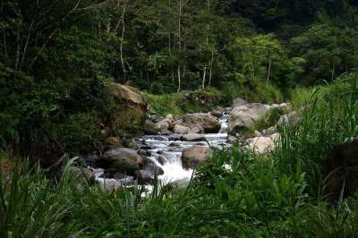溪 河 水 岩石 森林 树木 山 热带 绿山 绿河 绿岩