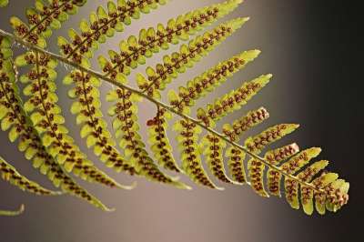 蕨类 蕨叶 孢子 底部 绿色 棕色的 羊齿植物 关闭 叶子